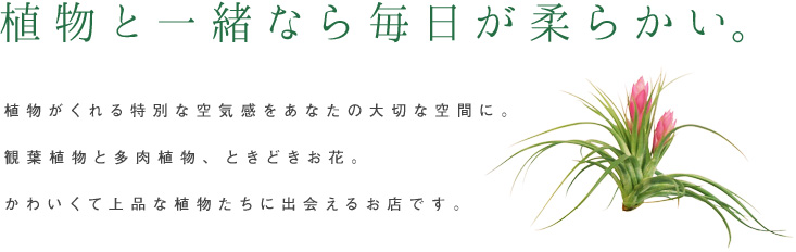 植物を暮らしの灯りに。- 観葉植物と多肉植物、ときどきお花。植物が持つ特別な空気感を大切な自分の空間に。大人のセンスがキラリと光る植物をあの人へのプレゼントに。