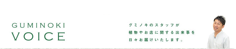 グミノキのスタッフが植物やお店に関する出来事を日々お届けいたします。