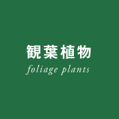 観葉植物 - foliage plants