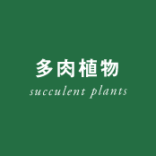 多肉植物 - succulent plants