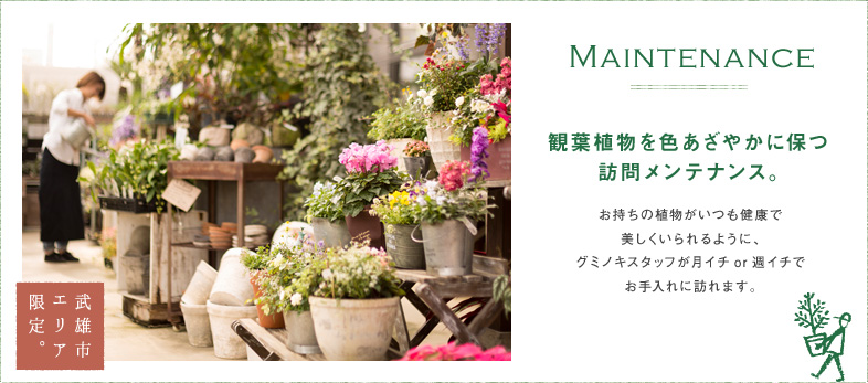 Maintenance - 観葉植物を色あざやかに保つ訪問メンテナンス。お持ちの植物がいつも健康で美しくいられるように、グミノキスタッフが月イチor週イチでお手入れに訪れます。【武雄市エリア限定】